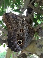 camouflage butterfly on a plant