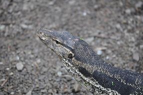 big lizard on black ground