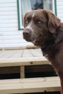 handsome Pet Brown