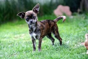 portrait of Chihuahua puppy on green grass