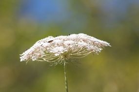 white fluffy flower