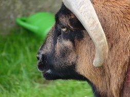 Sheep Animal with big Horn closeup