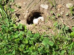 bee nest in the ground