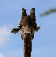 beautiful giraffe's head