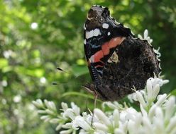 black butterfly on white bloom close up