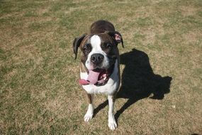 Boxer Dog