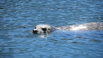 marine animal in shiny water