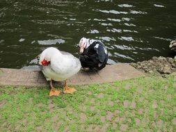 black and white ducks near the pond in the park