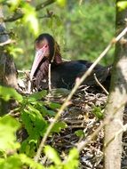 black bird with a large beak in the nest