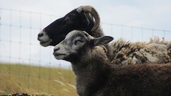 sheeps on the pasture
