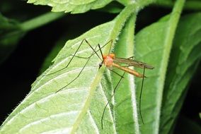 Macro photo of the insect in the garden