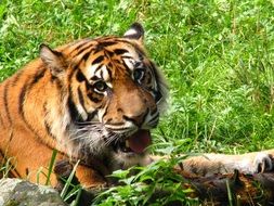 Beautiful tiger is lying on the grass