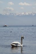 graceful white swan on the Lake Constance