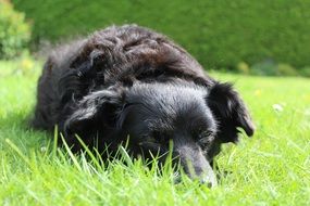 black dog lying on green grass
