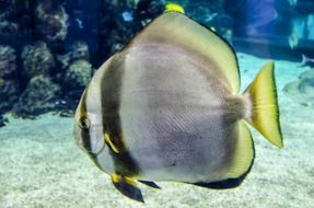 striped tropical fish in an aquarium