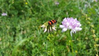 Trichodes Alvearius on the white flower