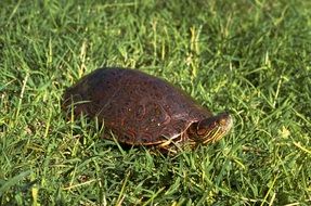 turtle among green grass