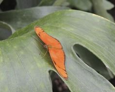 picture of the orange butterfly on a green leaf