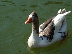 Goose is swimming in the lake