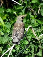 gray sparrow among green foliage in the sun