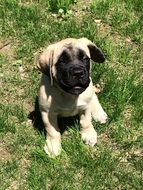 english mastiff puppy on green grass