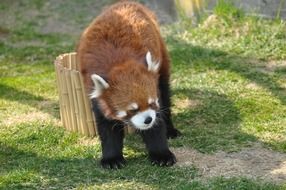 cute red panda in the zoo