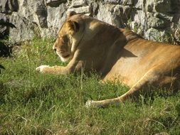 The lionesss is lying