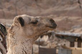 camel head near the rock