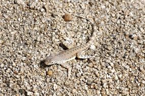 lizard in the desert in the usa