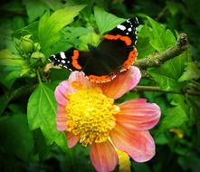 black butterfly with orange and white stripes