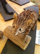 OCelot on the wood