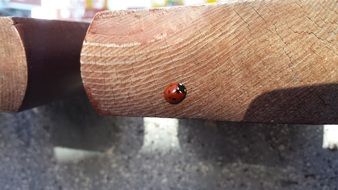 ladybug on a wooden bench