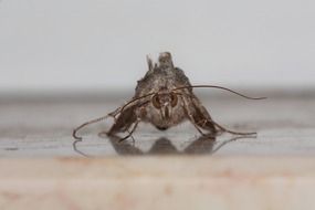 closeup of a hairy moth