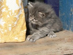 gray playing kitten on wood