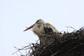 white Stork on nest at sky