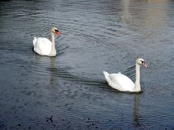 swans swim one after another