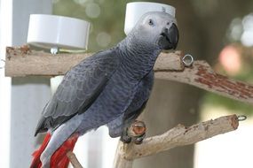 African grey parrot with red tail feathers