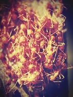 burning tree close up