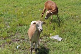 Grass Lamb
