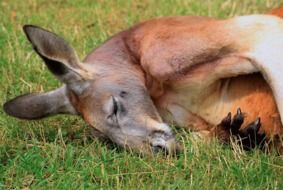 kangaroo lies in a meadow in Australia
