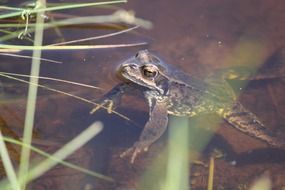 frog in the clear water of the pond