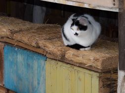 black and white cat sits on a beehive