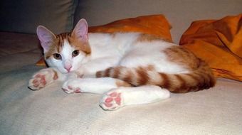 the kitten is lying on a white bed