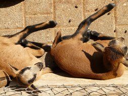 domestic goats are lying on the ground
