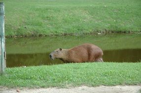Capivara in Brazil