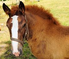 Portrait of young brown foal dog
