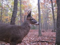 Deer Buck Forest