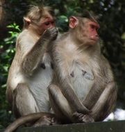 pair of monkeys in a natural environment