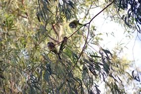 monk parakeet on a tree in South America