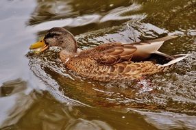duck with brown feathers on the water in the pond